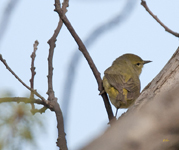 Orange crowned Warbler 2111